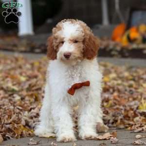 Jaylon, Miniature Poodle Puppy