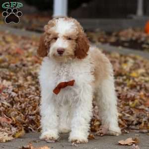 Jaylon, Miniature Poodle Puppy