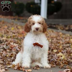 Jaylon, Miniature Poodle Puppy