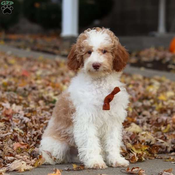 Jaylon, Miniature Poodle Puppy