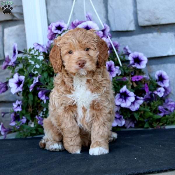 Jazzy, Cockapoo Puppy