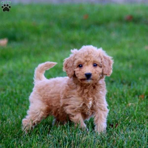 Jazzy, Mini Goldendoodle Puppy