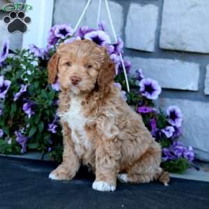 Jazzy, Cockapoo Puppy