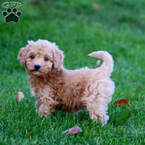 Jazzy, Mini Goldendoodle Puppy