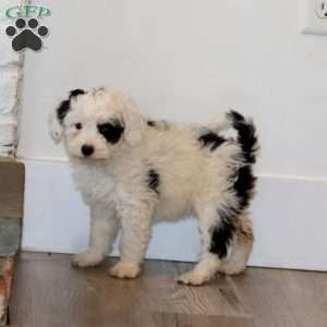 Jazzy, Mini Bernedoodle Puppy