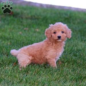 Jazzy, Mini Goldendoodle Puppy