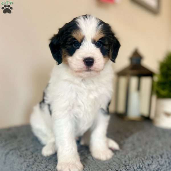 Jelly Bean, Mini Bernedoodle Puppy