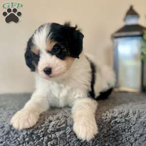 Jelly Bean, Mini Bernedoodle Puppy