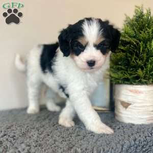 Jelly Bean, Mini Bernedoodle Puppy