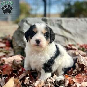 Jelly Bean, Mini Bernedoodle Puppy