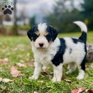 Jelly Bean, Mini Bernedoodle Puppy