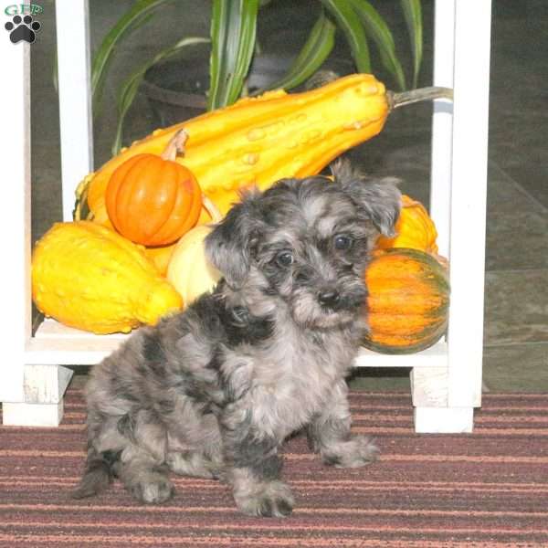 Jenna, Mini Aussiedoodle Puppy