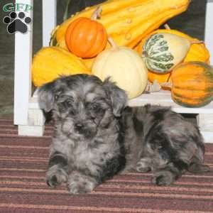 Jenna, Mini Aussiedoodle Puppy