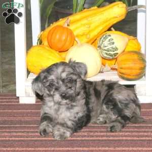 Jenna, Mini Aussiedoodle Puppy