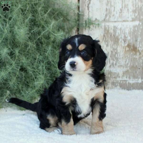 Jenna, Bernese Mountain Dog Mix Puppy