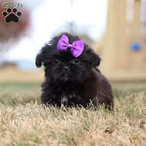 Jenny, Shih Tzu Puppy