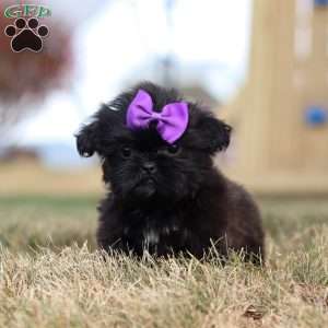 Jenny, Shih Tzu Puppy