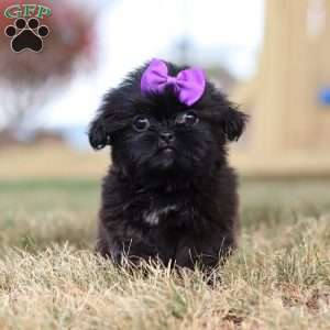 Jenny, Shih Tzu Puppy