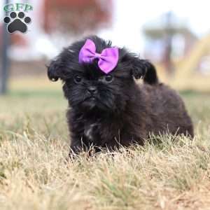 Jenny, Shih Tzu Puppy