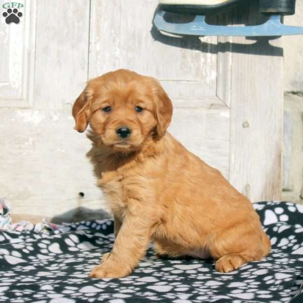 Jenny, Miniature Golden Retriever Puppy