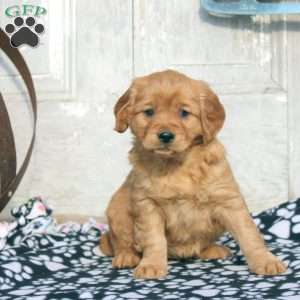 Jenny, Miniature Golden Retriever Puppy