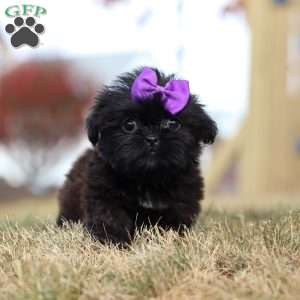 Jenny, Shih Tzu Puppy