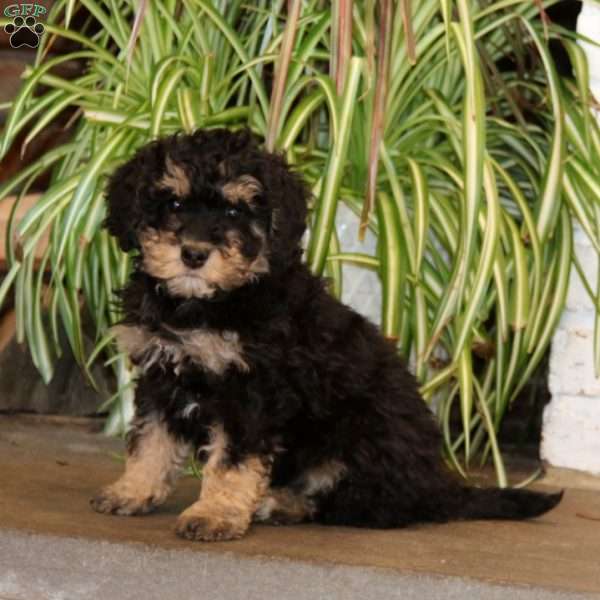 Jensen, Mini Bernedoodle Puppy