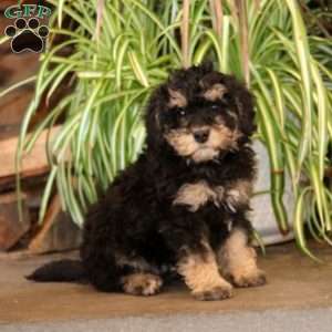 Jensen, Mini Bernedoodle Puppy