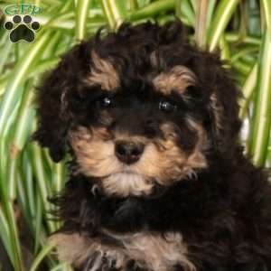 Jensen, Mini Bernedoodle Puppy