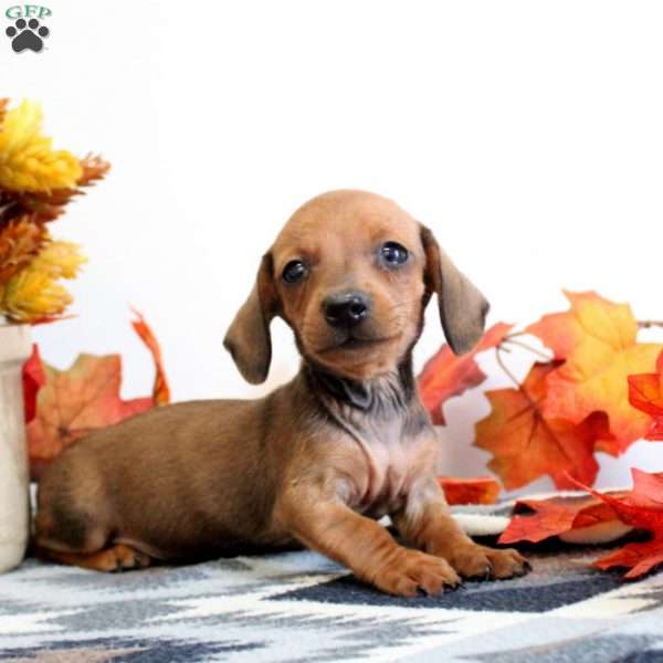 Jerome-Mini, Dachshund Puppy