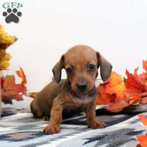 Jerome-Mini, Dachshund Puppy