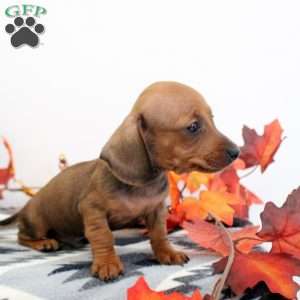 Jerome-Mini, Dachshund Puppy