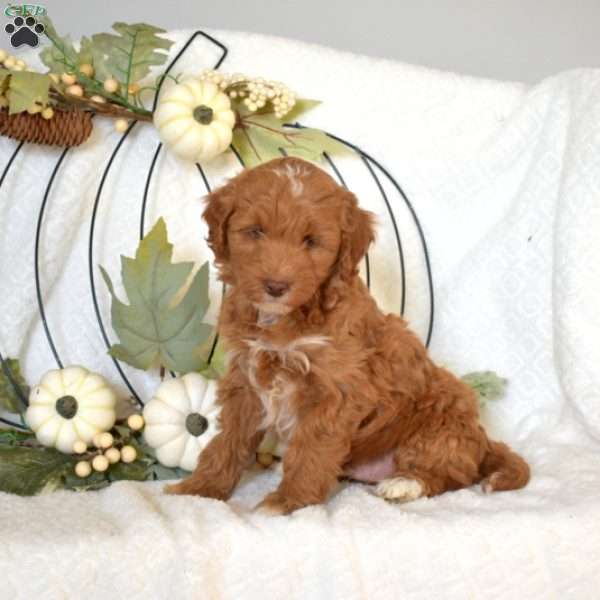 Jeron, Mini Goldendoodle Puppy