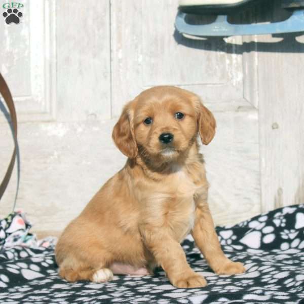 Jerry, Miniature Golden Retriever Puppy