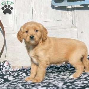 Jerry, Miniature Golden Retriever Puppy