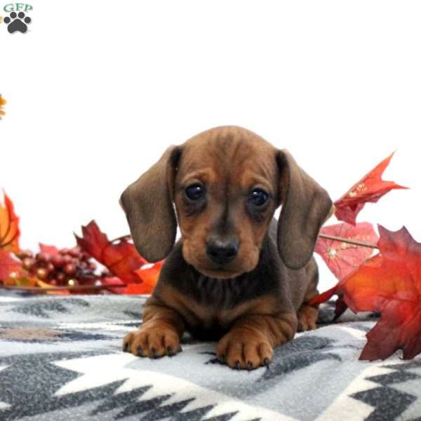 Jesse-Mini, Dachshund Puppy