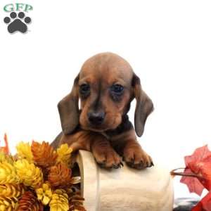 Jesse-Mini, Dachshund Puppy