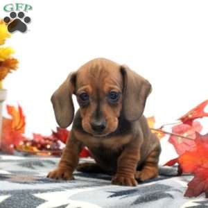 Jesse-Mini, Dachshund Puppy