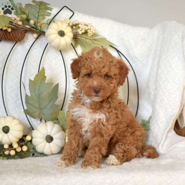 Jessica, Mini Goldendoodle Puppy