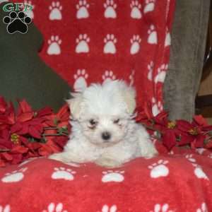 Jessica, Maltese Puppy