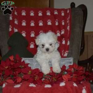 Jessica, Maltese Puppy