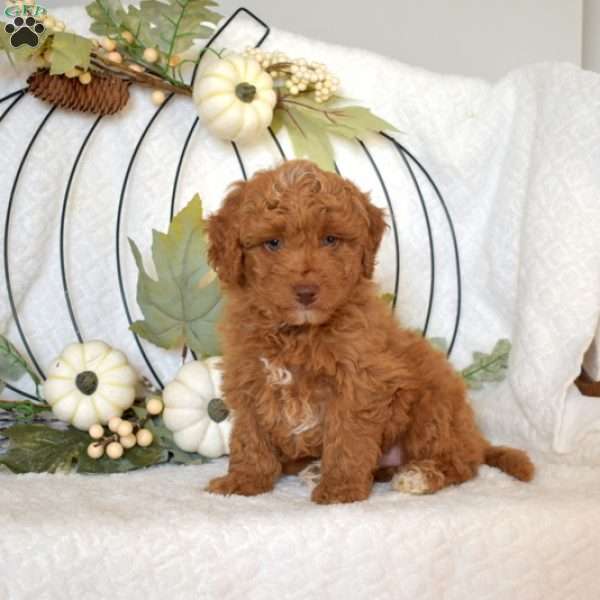 Jethro, Mini Goldendoodle Puppy