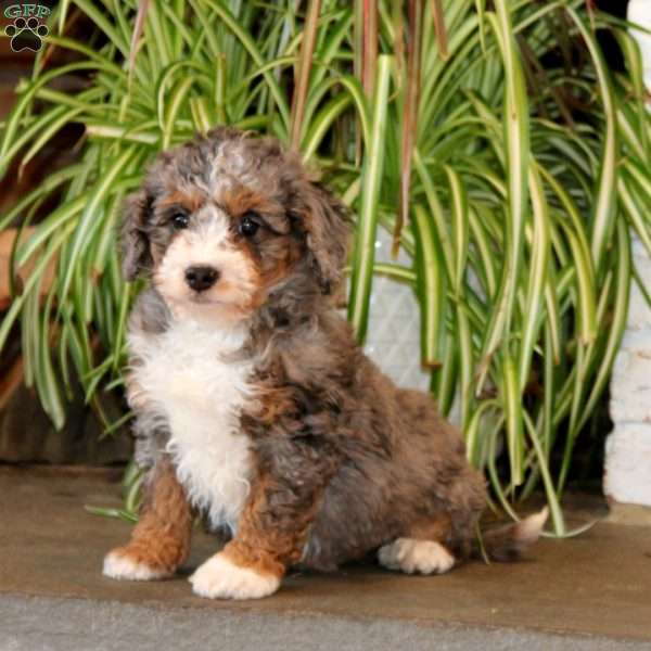 Jethro, Mini Bernedoodle Puppy