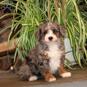 Jethro, Mini Bernedoodle Puppy