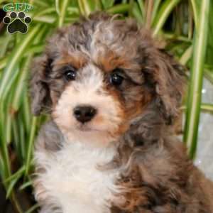 Jethro, Mini Bernedoodle Puppy