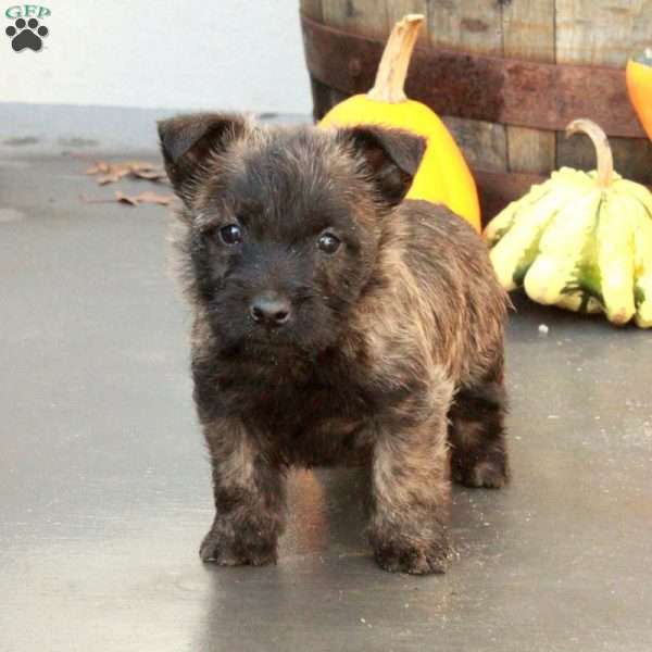 Jett, Cairn Terrier Puppy