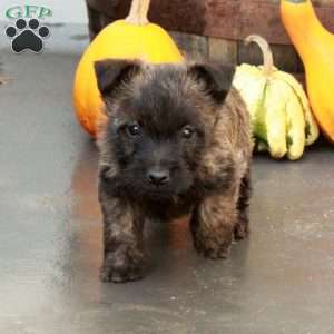 Jett, Cairn Terrier Puppy