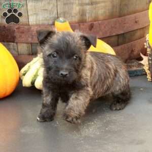 Jett, Cairn Terrier Puppy