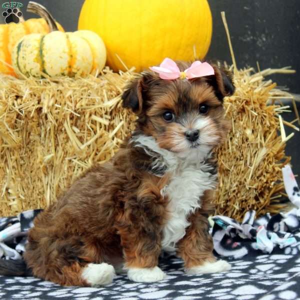 Jewel, Havanese Puppy