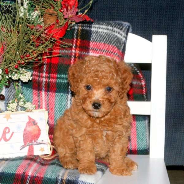 Jewel, Toy Poodle Puppy